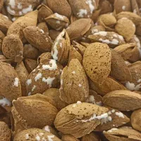 بادام کاغذی و انواع تخمه درجه یک