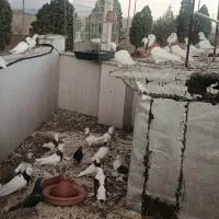 کبوتر طوقی
