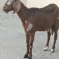 بز دو قلو زا
