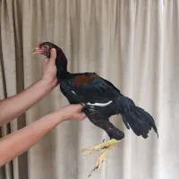 جوجه خروس لاری