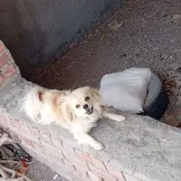 سگ پاکوتاه