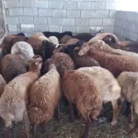 گوسفند زنده بهداشتی
