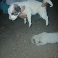 توله سگ خراسانی.پژدر