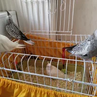 عروس هلندی سرلاکی خاص (نزدیک دونخور شدن)