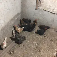 مرغ تخم گذار جوان