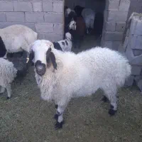 بره نر چاق