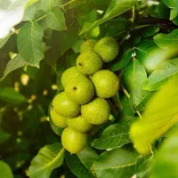 نهالستان قاسمی