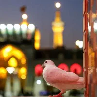 تور ریلی مشهد خرداد و تیرماه