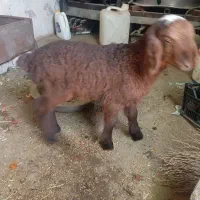 بره شیری نره دورگ اعوانی فروشی موقعیت داراب