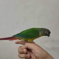 طوطی گرینچیک yellow side