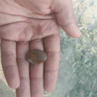 سنگ شجر دریای