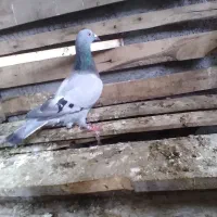 کبوتر مسافتی