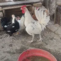 خروس گلین