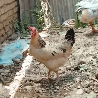 دو عدد مرغ اصیل