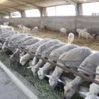 سـرویس آنلاین دام/ زنده به کـل نقـاط طهران /باسلاخ