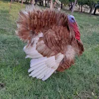 4عدد بوقلمون بوربون یه برنز ماده