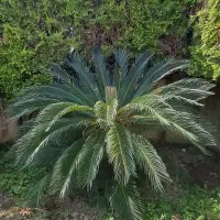 سیکاس ۱۵ ساله