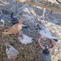 کفتر کبوتر