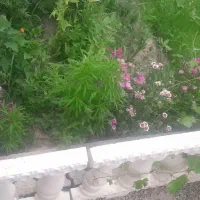 فقط خرده کاری کاشی