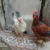 مرغ محلی