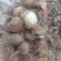 پیازچه زعفران محلی اعلا