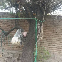 چوب درخت بادام
