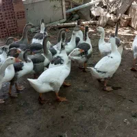 غازسالم وسرحال