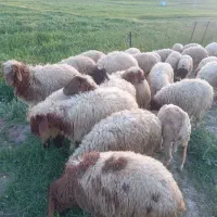 فروش۳۰ راس بره نر وماده داشتی وگوشتی جفتی۴۲ملیون