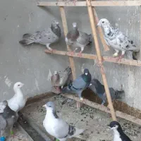 ۶ جفت سار هفت رنگ قزوینی و ۱۴ کفتر جوانه ۳ ۴ پری