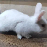 بچه خرگوش