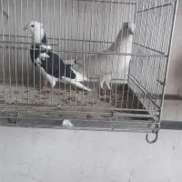 کفتر|پرنده|اصفهان, ارداجی|دیوار