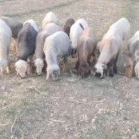۱۵عدد بره چاق و پاک پاک خوش گوشت