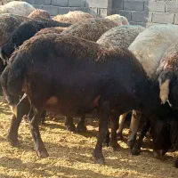 تعداد ۶۰ راس میش افشاری همه جوان درجه یک