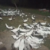 غاز محلی یا قاز