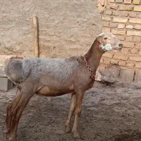 بره قوچی کَر بُثه مخصوص عشق بازا