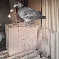 سار سبز|پرنده|اسفراین, |دیوار