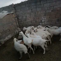 تعدادی.  بره. و بز به همراه. کره.