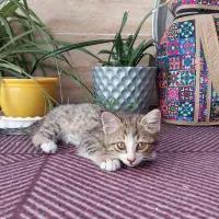 بچه گربه