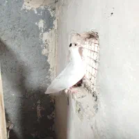 کفتر|پرنده|مشهد, موعود|دیوار