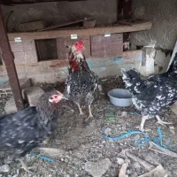 مرغو خروس گلین