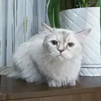 واگذاری برفی