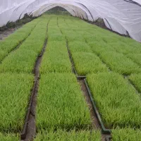 نشا هاشمی