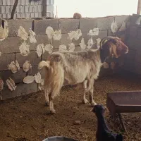 فروش یک عدد بز