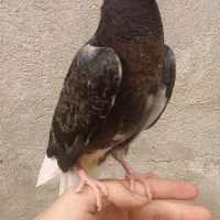 کفتر جوجه
