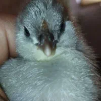 جوجه گلین فول کیفیت