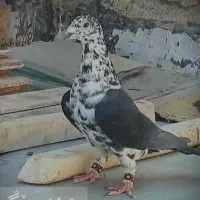 جوجه کبوتر مخواهو 1
