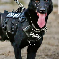 توله سگ مالینویز اصیل درایو بالا