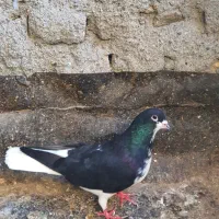 کبوتر