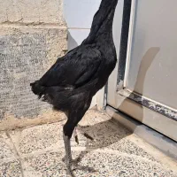 جوجه لاری