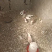 کفتر توافقی